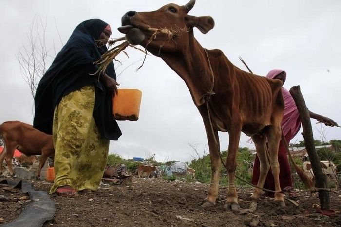 A woman feeds her drought-stricken cattle with dried corn leaves in Mogadishu in a file photo. REUTERS/Ismail Taxta