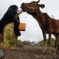 A woman feeds her drought-stricken cattle with dried corn leaves in Mogadishu in a file photo. REUTERS/Ismail Taxta
