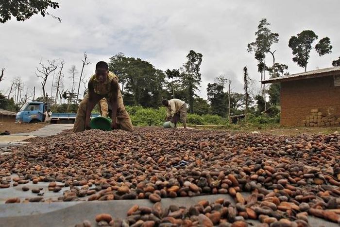 Workers dry cocoa beans in the village of Goin Debe, Blolequin department, western Ivory Coast August 17, 2015.   REUTERS/Luc Gnago