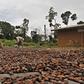 Workers dry cocoa beans in the village of Goin Debe, Blolequin department, western Ivory Coast August 17, 2015.   REUTERS/Luc Gnago