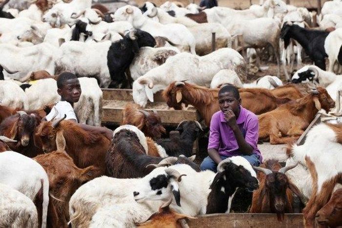 Cattle depot in Lagos