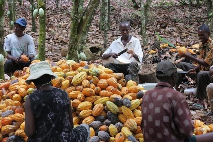Farmers break cocoa pods in Ghana's eastern cocoa town of Akim Akooko September 6, 2012. REUTERS/Kwasi Kpodo