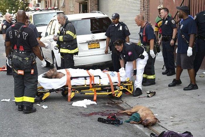 A homeless man was nearly mauled to death by an unleashed pit bull