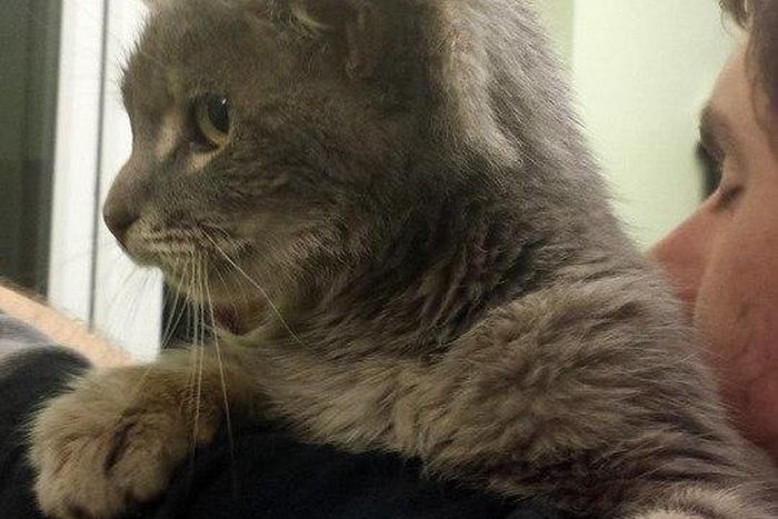 Stray Cat with 3 ears goes viral