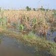 45,000 Kebbi farmers lose crops worth N3bn to flood - AFAN
