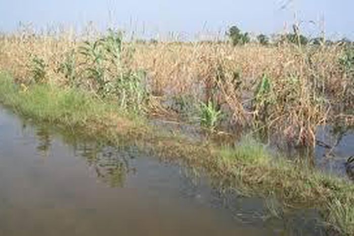 45,000 Kebbi farmers lose crops worth N3bn to flood - AFAN
