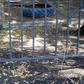 They dug under the fence