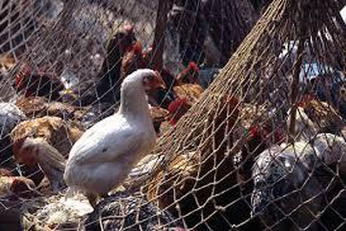 Lagos records new incidence of bird flu, allays fear of spread