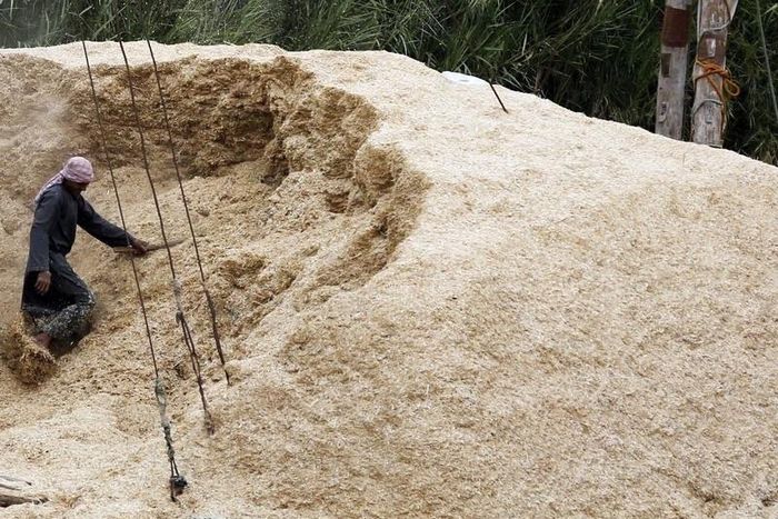A farmer unloads rice straw for cattle from a boat near the river Nile on the outskirts of Cairo November 2, 2014. REUTERS/Amr Abdallah Dalsh