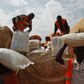 Aid workers unload food to be distributed at a camp for people displaced by the recent unrest, at the Mpoko international airport of Bangui February 12, 2014. REUTERS/Luc Gnago