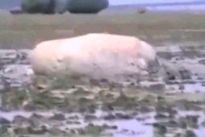 ___4251952___https:______static.pulse.com.gh___webservice___escenic___binary___4251952___2015___10___12___13___Japan-Tsunami-strange-creature_1