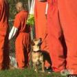 Prisoners given abandoned dogs as cell mates