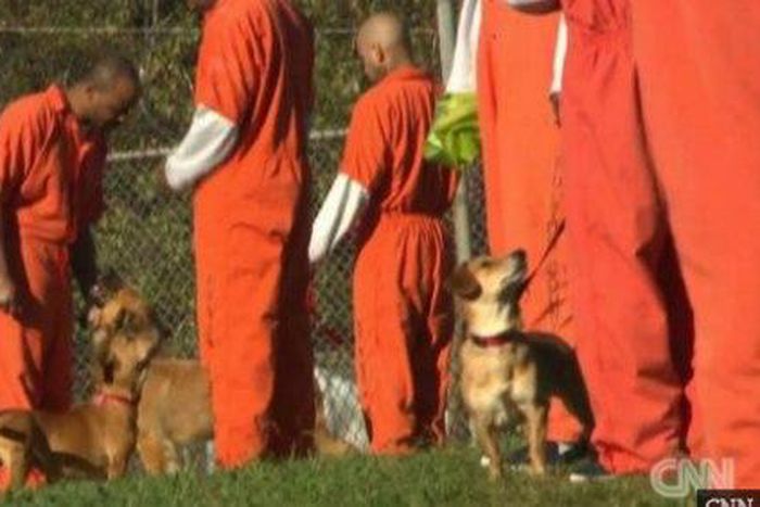 Prisoners given abandoned dogs as cell mates