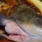 A footage of a fish coming back to life has gone viral, after it was seen dancing and twitching in a sweet and sour sauce.