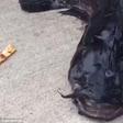 Bizarre 3-Eyed catfish found in New York canal