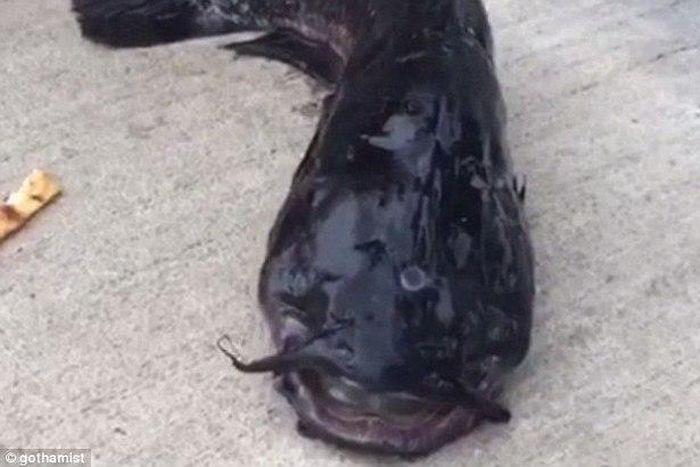 Bizarre 3-Eyed catfish found in New York canal