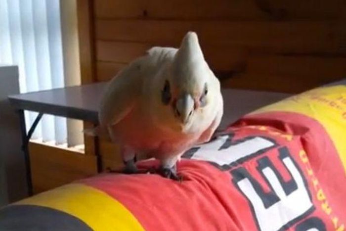 Parrot named Eric became an internet star - thanks to a foul-mouthed tirade.