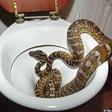 Australians no longer safe as thirsty snakes sneak into toilets