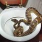 Australians no longer safe as thirsty snakes sneak into toilets