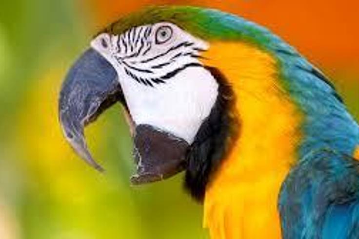Abusive parrot summoned, detained by Indian police