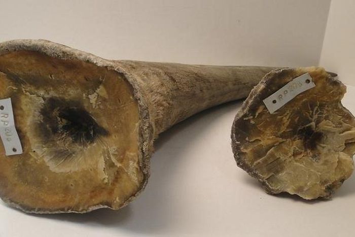 Rhino horns are pictured in this undated handout photo courtesy of the United States Attorney's Office, District of New Jersey. REUTERS/United States Attorney's Office, District of New Jersey/Handout