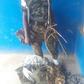 The fake soldier, Ayodele Adedeji