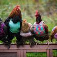 Woman goes viral after knitting tank tops for chickens
