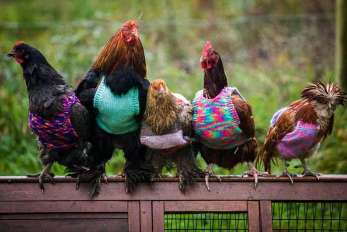 Woman goes viral after knitting tank tops for chickens