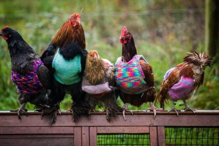Woman goes viral after knitting tank tops for chickens
