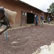 A man carries a cocoa bag while walking over cocoa beans left out to dry in Niable, at the border between Ivory Coast and Ghana, June 19, 2014. Picture taken June 19, 2014.    REUTERS/Thierry Gouegnon
