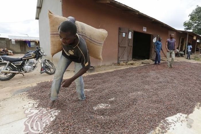 A man carries a cocoa bag while walking over cocoa beans left out to dry in Niable, at the border between Ivory Coast and Ghana, June 19, 2014. Picture taken June 19, 2014.    REUTERS/Thierry Gouegnon