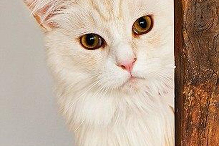 It is estimated that nearly 25% of cats in North America are declawed.