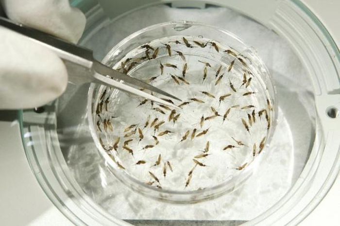 Millions of children's lives saved as malaria deaths plunge: UN