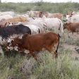 A Turkana man herds cows in north western Kenya near the town of Kibish inside the Turkana region of the Ilemy Triangle September 26, 2014. REUTERS/Goran Tomasevic
