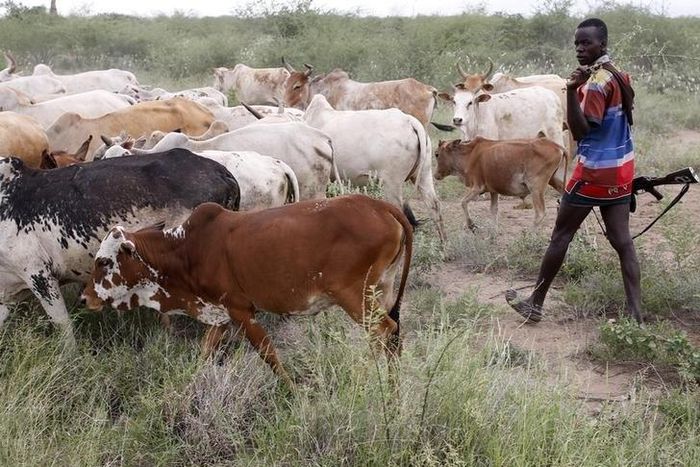 A Turkana man herds cows in north western Kenya near the town of Kibish inside the Turkana region of the Ilemy Triangle September 26, 2014. REUTERS/Goran Tomasevic