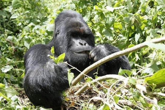 An endangered silverback mountain gorilla from the Nyakamwe-Bihango family feeds within the forest in Virunga national park near Goma in eastern Democratic Republic of Congo, May 3, 2014. REUTERS/Kenny Katombe
