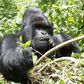 An endangered silverback mountain gorilla from the Nyakamwe-Bihango family feeds within the forest in Virunga national park near Goma in eastern Democratic Republic of Congo, May 3, 2014. REUTERS/Kenny Katombe