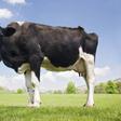 Cows named the most dangerous animal in Britain