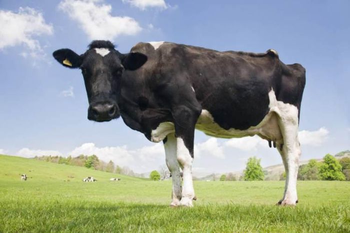 Cows named the most dangerous animal in Britain