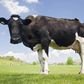 Cows named the most dangerous animal in Britain