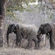 Elephants graze inside Zimbabwe's Hwange National Park, August 1, 2015. REUTERS/Philimon Bulawayo