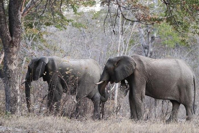 Elephants graze inside Zimbabwe's Hwange National Park, August 1, 2015. REUTERS/Philimon Bulawayo