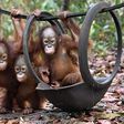 Thailand returns 14 smuggled orangutans to Indonesia