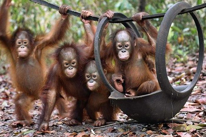 Thailand returns 14 smuggled orangutans to Indonesia