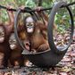 Thailand returns 14 smuggled orangutans to Indonesia