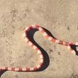 Meet the American man who owns a 'Two-Headed Albino' Snake