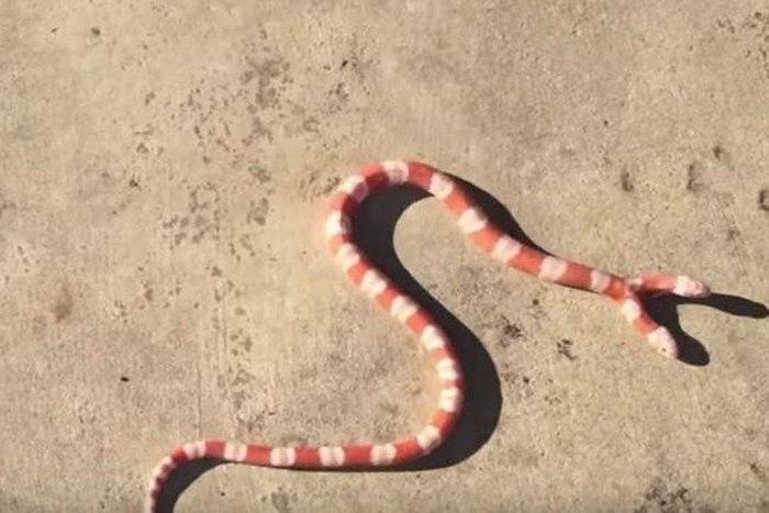 Meet the American man who owns a 'Two-Headed Albino' Snake