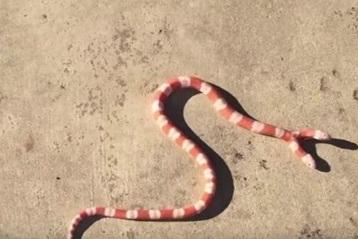 Meet the American man who owns a 'Two-Headed Albino' Snake