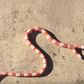 Meet the American man who owns a 'Two-Headed Albino' Snake