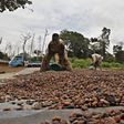 Ivorian cocoa arrivals reach 1,766,000 T Sept. 27-exporters